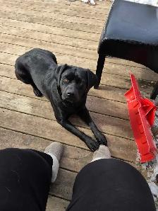 PUPPIES LOOKING FOR THEIR FUREVER HOMES - Photo 8