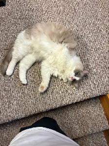 Ragdoll Kitten Male Blue Mitted - Photo 2