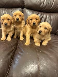 ❤️❤️Golden Retriever puppies❤️❤️