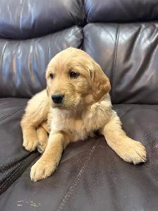 ❤️❤️Golden Retriever puppies❤️❤️ - Photo 2