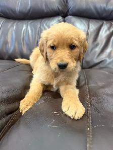 ❤️❤️Golden Retriever puppies❤️❤️ - Photo 3
