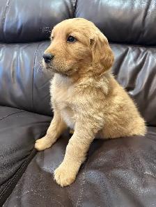 ❤️❤️Golden Retriever puppies❤️❤️ - Photo 4