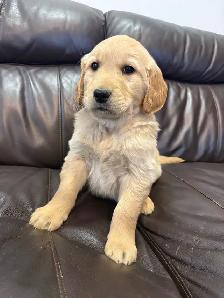 ❤️❤️Golden Retriever puppies❤️❤️ - Photo 5
