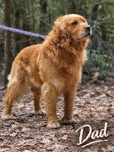 ❤️❤️Golden Retriever puppies❤️❤️ - Photo 7