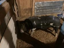 cochon Male a louer