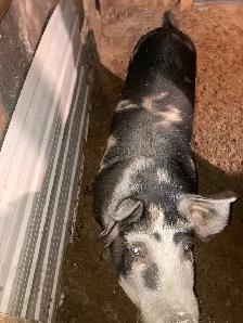 cochon Male a louer - Photo 3