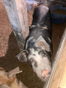 cochon Male a louer - Photo 4