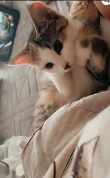 Sweet Baby Girl