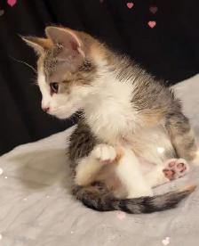 Sweet Baby Girl - Photo 2