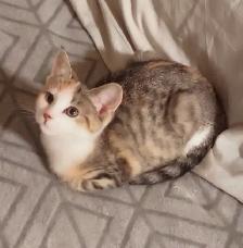Sweet Baby Girl - Photo 4