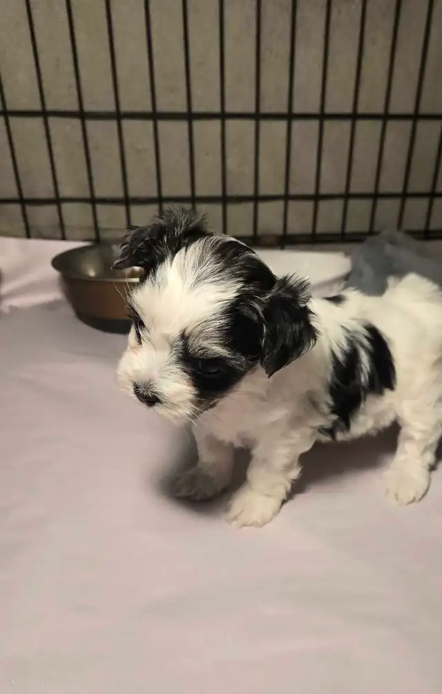 Adorable Morkie girls