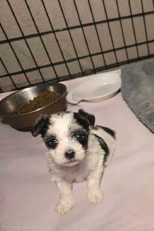 Adorable Morkie girls - Photo 2