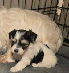 Adorable Morkie girls - Photo 3