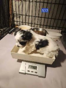 Adorable Morkie girls - Photo 4