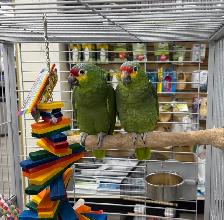 Rare Red-Lored Amazon Parrot Pair
