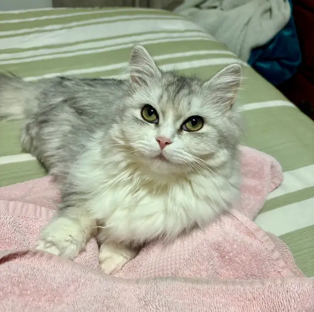 Beautiful Silver Ragdol X Chinchilla Persian