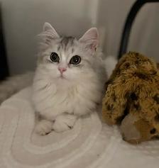 Beautiful Silver Ragdol X Chinchilla Persian - Photo 2