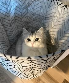 Beautiful Silver Ragdol X Chinchilla Persian - Photo 3