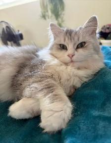 Beautiful Silver Ragdol X Chinchilla Persian - Photo 4