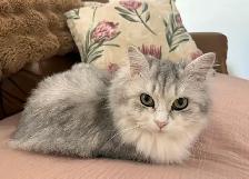 Beautiful Silver Ragdol X Chinchilla Persian - Photo 5
