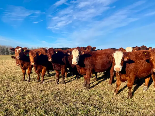 BEAUTIFUL RED HEIFER PACKAGE