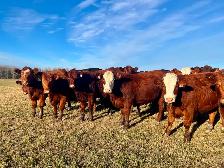 BEAUTIFUL RED HEIFER PACKAGE