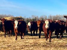 BEAUTIFUL RED HEIFER PACKAGE - Photo 2