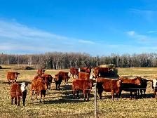 BEAUTIFUL RED HEIFER PACKAGE - Photo 3
