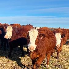 BEAUTIFUL RED HEIFER PACKAGE - Photo 4
