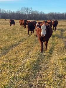 BEAUTIFUL RED HEIFER PACKAGE - Photo 5