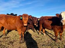 BEAUTIFUL RED HEIFER PACKAGE - Photo 6