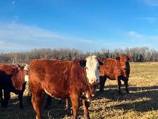 BEAUTIFUL RED HEIFER PACKAGE - Photo 7
