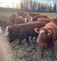 BEAUTIFUL RED HEIFER PACKAGE - Photo 8