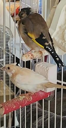UN BEAU COUPLE DE CHARDONNERET FEMELLE EN GROSSE MUE PAS MALADE - Photo 5