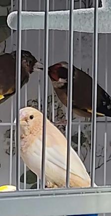 UN BEAU COUPLE DE CHARDONNERET FEMELLE EN GROSSE MUE PAS MALADE - Photo 8