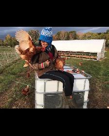 Free Range Laying Hens for Sale