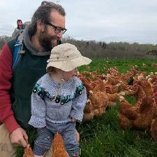 Free Range Laying Hens for Sale - Photo 2