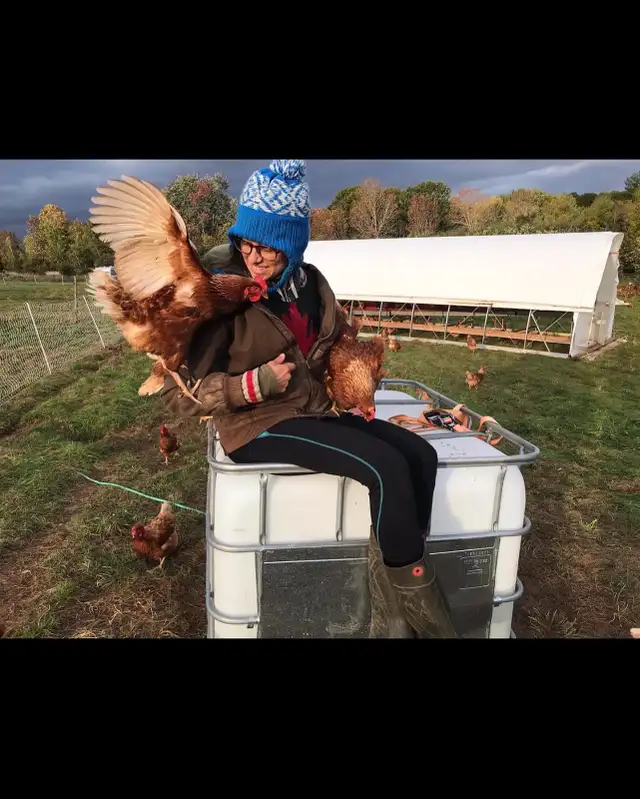 Free Range Laying Hens for Sale