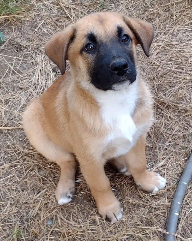 Very Friendly Male Lab Shepherd Rottweiler Puppy