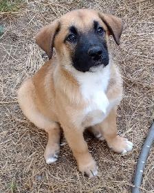 Very Friendly Male Lab Shepherd Rottweiler Puppy