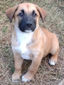 Very Friendly Male Lab Shepherd Rottweiler Puppy - Photo 2
