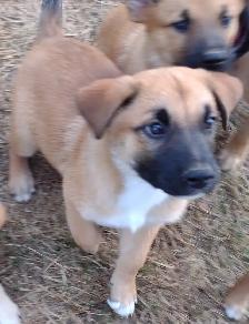 Very Friendly Male Lab Shepherd Rottweiler Puppy - Photo 3
