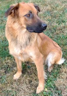 Very Friendly Male Lab Shepherd Rottweiler Puppy - Photo 4