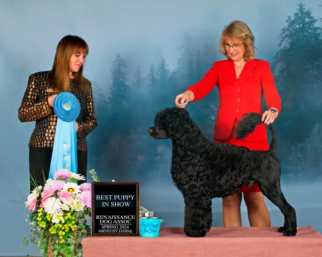 Portuguese Water Dog Puppies