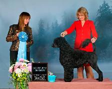 Portuguese Water Dog Puppies