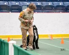 Portuguese Water Dog Puppies - Photo 2