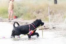 Portuguese Water Dog Puppies - Photo 3