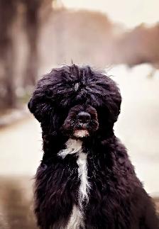 Portuguese Water Dog Puppies - Photo 5