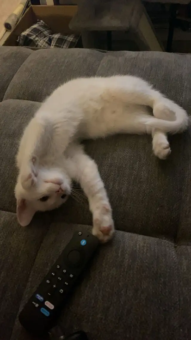 kitten for rehoming