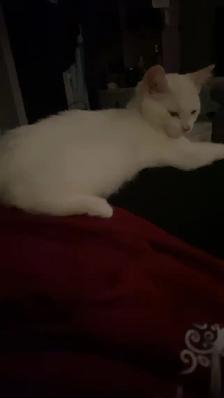 kitten for rehoming - Photo 2